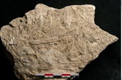 Foto (Detailansicht) von Pinus pumilio Haenke (NHMW-GEO-2024-0188-11335)